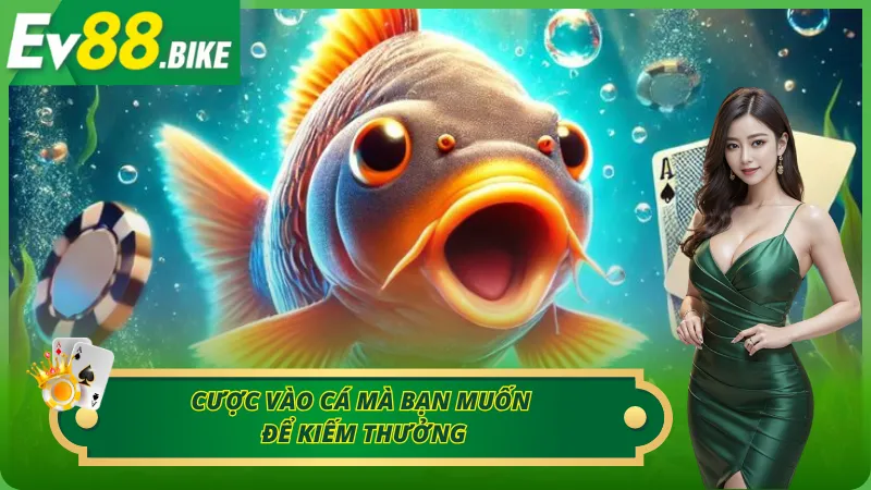 Cược vào cá mà bạn muốn để kiếm thưởng