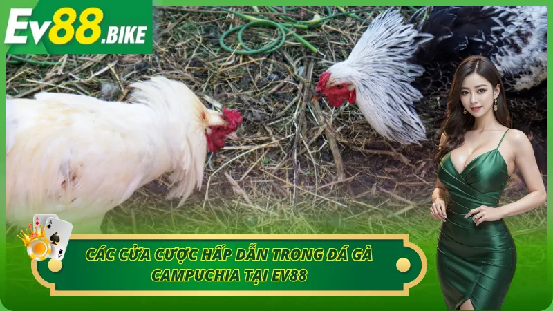 Khám phá những cửa cược có trong đá gà Campuchia