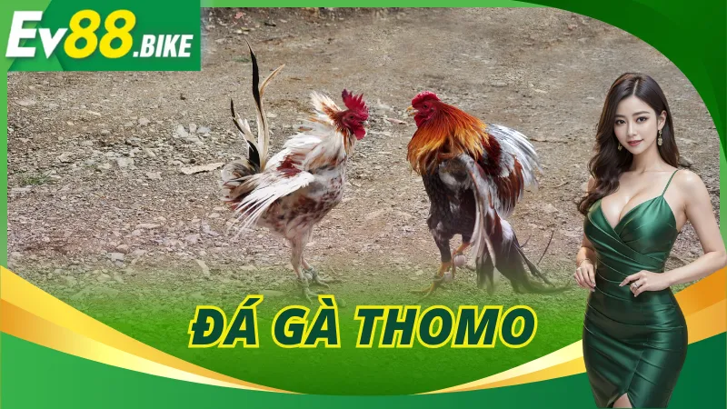 Đá Gà Thomo
