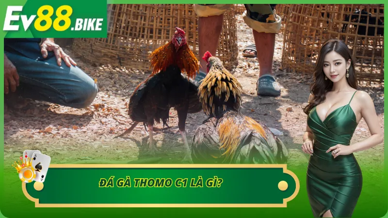 Toàn cảnh về hình thức đá gà Thomo đấu trường C1