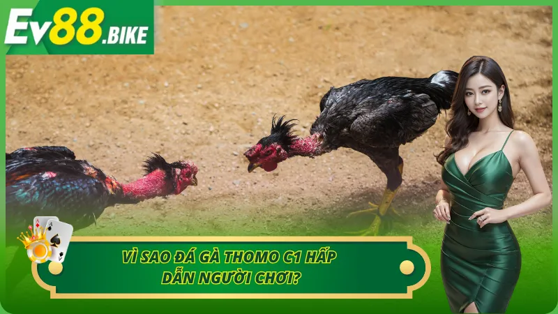 Những lý do giúp đá gà Thomo thu hút cược thủ