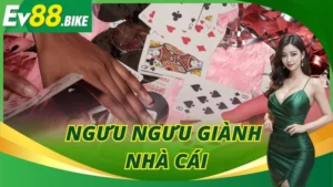 Ngưu Ngưu Giành Nhà Cái