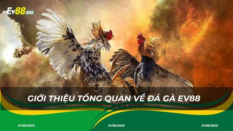 Giới thiệu tổng quan về đá gà EV88
